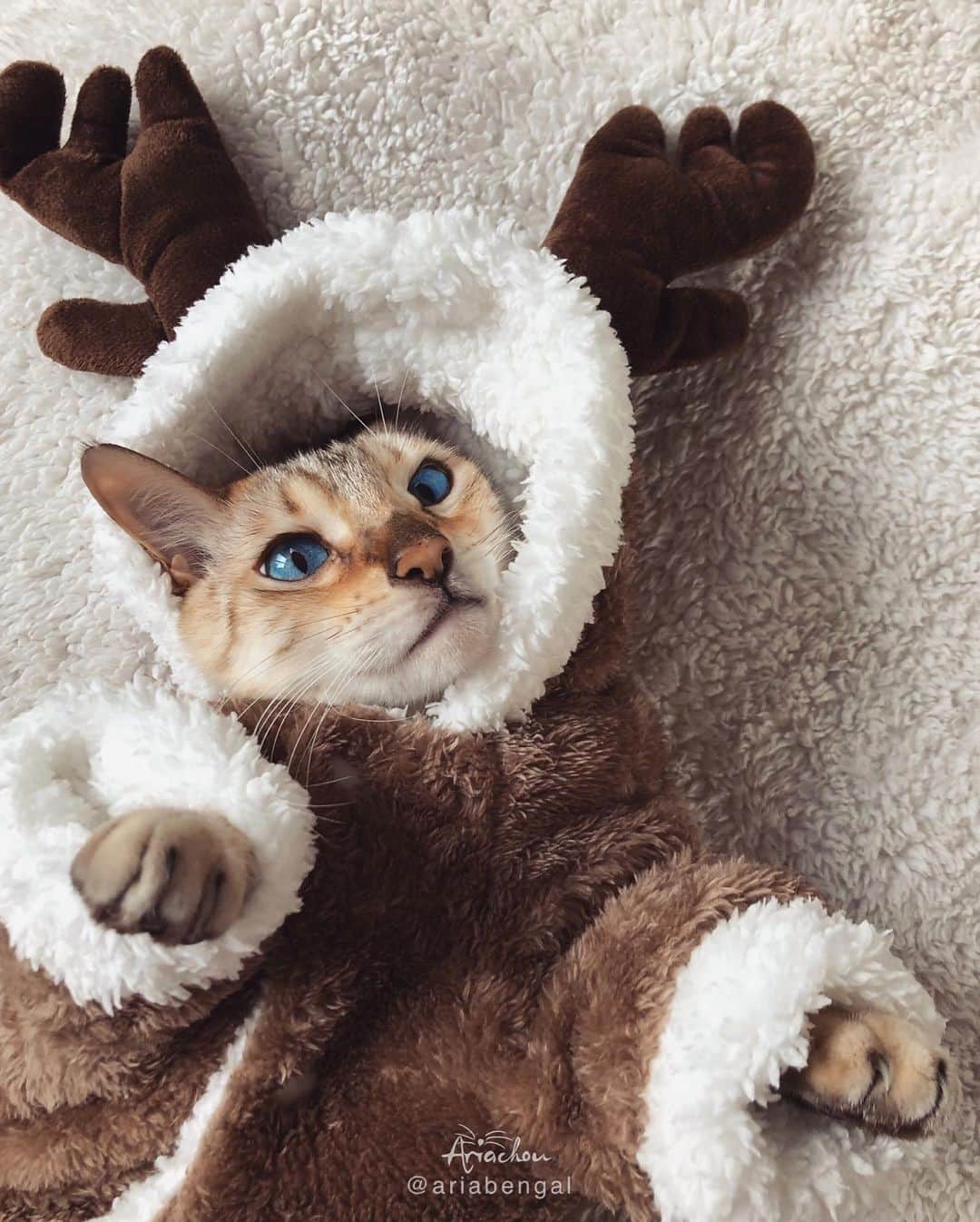 Aww Clubさんのインスタグラム写真 - (Aww ClubInstagram)「I’m Santa’s new reindeer, but instead I take all the gifts⠀ ⠀ 📷@ariabengal⠀ ⠀ #meowed #ariabengal #bengal #Christmas #reindeer」12月23日 10時00分 - meowed