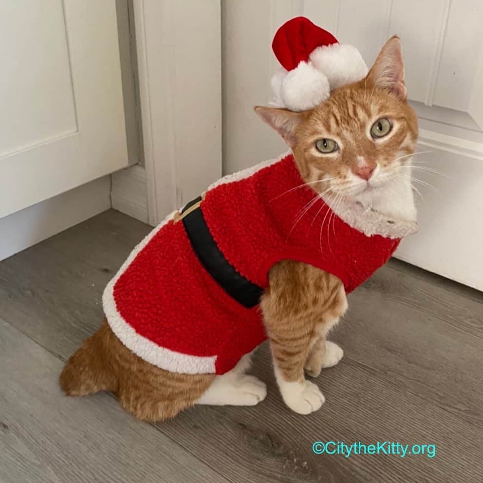 City the Kittyのインスタグラム：「“Tis the damn season.” 😹🎅🏻🎄  #merrychristmas #tisthedamnseason #tistheseason」