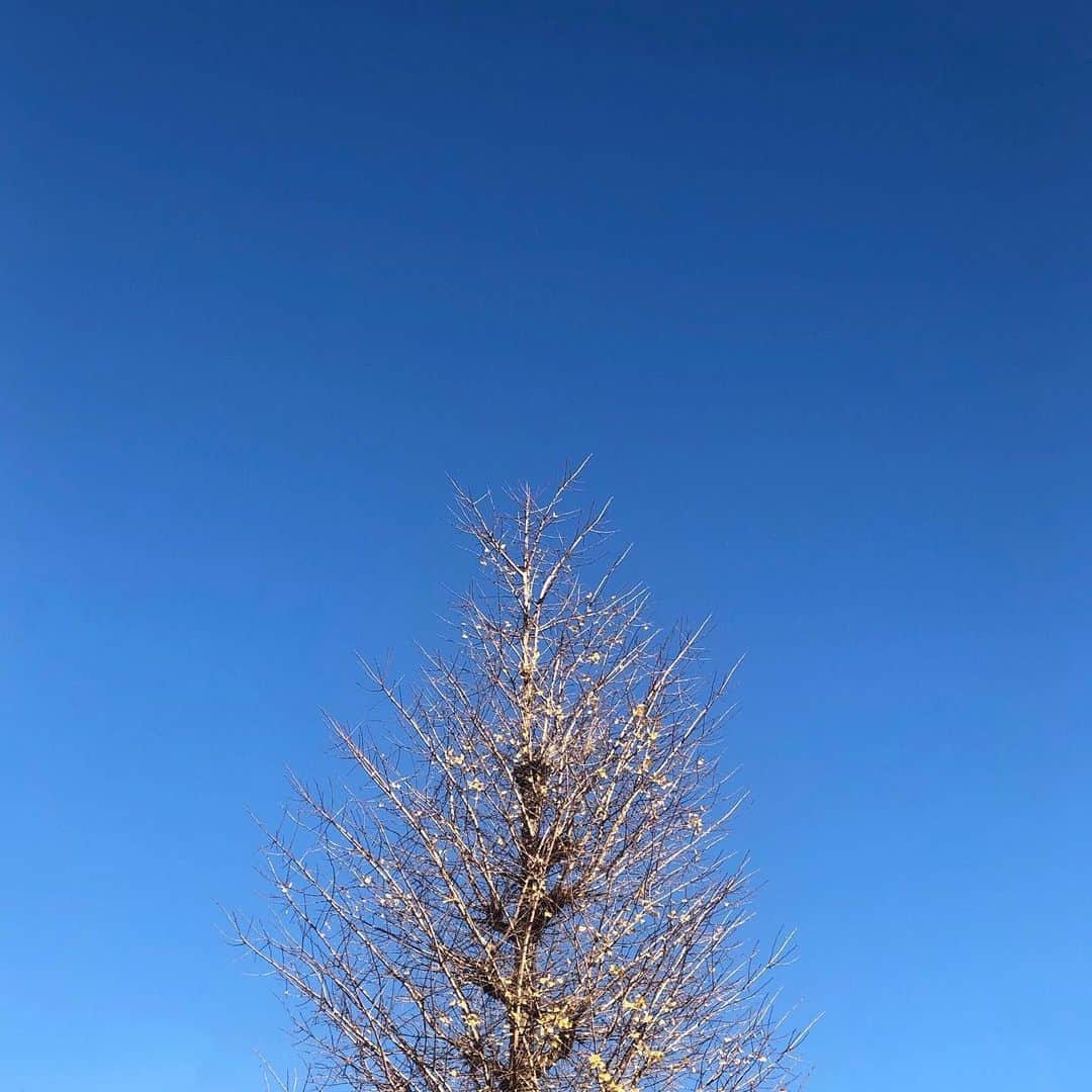 薮下楓のインスタグラム：「冬の空、空気が澄んでて きれい〜🏙」