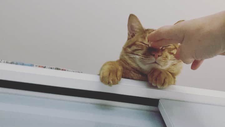 佐野優子のインスタグラム：「. お気に入りの場所😽 . . たこ焼き器と鍋の間🐙🐈🍲 . #ちゃとら男子部  #ちゃとら #お気に入りの場所」