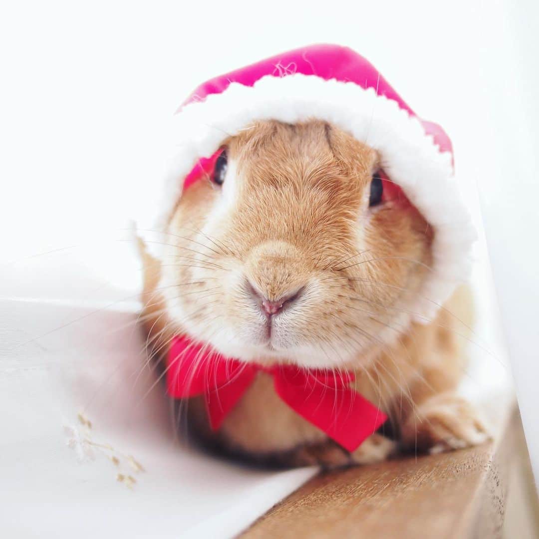 usagraphのインスタグラム：「もうすぐクリスマスだからこっそり妹達にプレゼント届けるでやんす🎁🐰🎄 プーチンサンタがやってきたらいいな🥰 ＊ ＊ ＊ #うさぎ　#rabbit #bunny #ふわもこ部  #WeeklyFluff #igersjp  #tokyocameraclub #東京カメラ部  #神戸カメラ部  #bunnystagram  #うさぎ部 #ホーランドロップ #hollandlop  #ファインダー越しの私の世界 #art_of_japan #myfujilove  #今日もx日和」