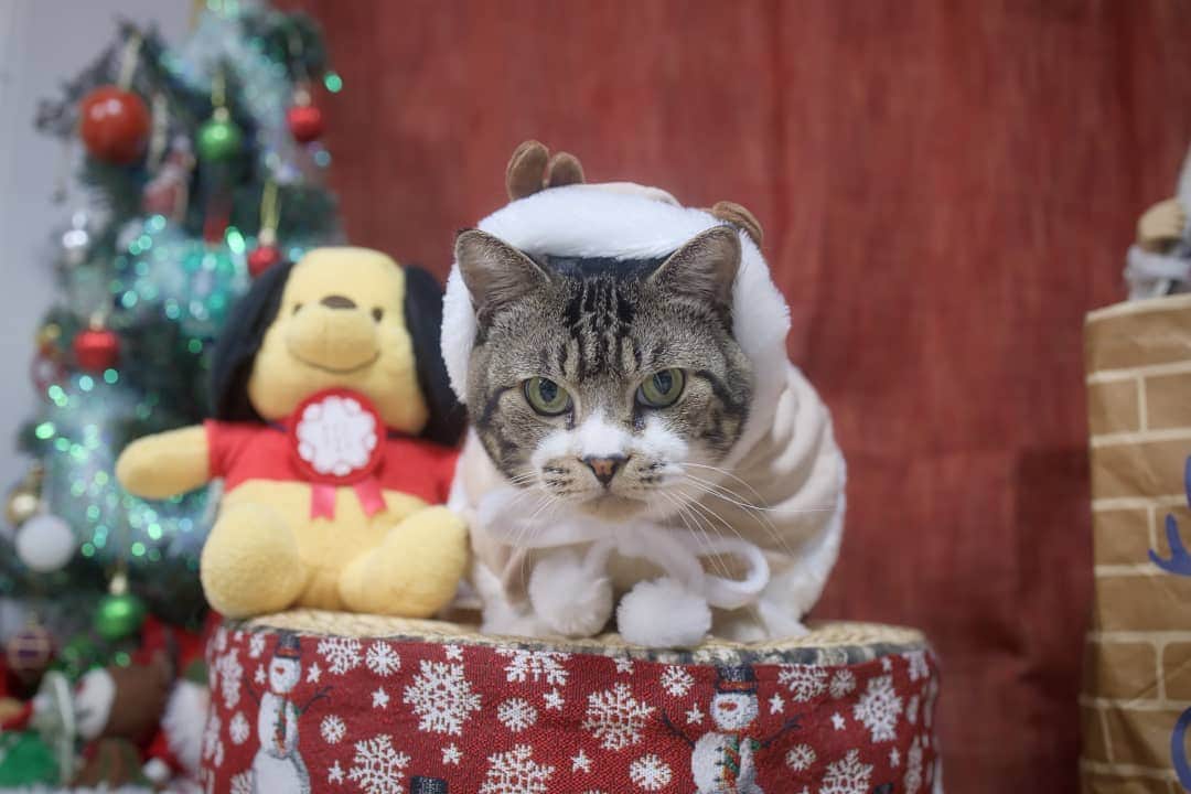 ネコのリキのインスタグラム：「リキちゃん&スヌープーさん 明日はいよいよクリスマス!  #リキちゃん #YouTubeで毎日動画配信中 #リキちゃんねるで検索してね #猫写真 #キジトラ #キジ猫 #キジ白 #猫のリキちゃん #リキちゃんねる #猫 #ねこ #ねこ部 #にゃんすたぐらむ #にゃんこ #にゃんだふるライフ #ふわもこ部 #ネコ #ねこのいる生活 #catstagram #instacat #catoftheday #ilovemycat #ねこのきもち #ペコねこ部 #エウレカねこ部 #ねこにすと #peppyフォト部」