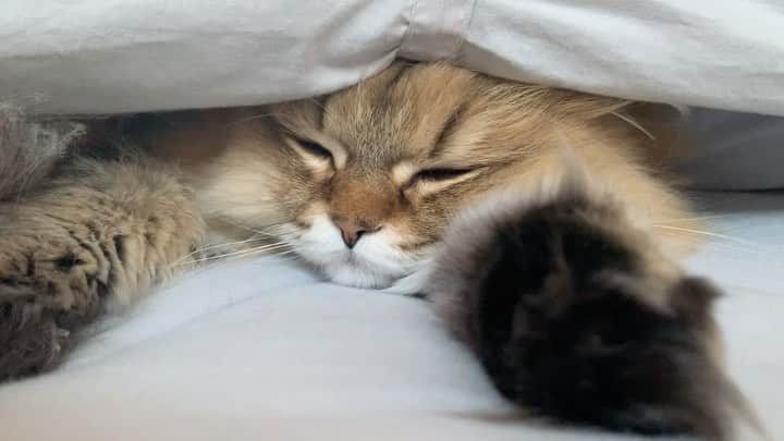 にこのインスタグラム：「She often sneaks into my bed 🐾 お手手びろーん  #cat #cats #chill #nap #hiding #猫 #ベッド #もぐりこむ #まったり #肉球」
