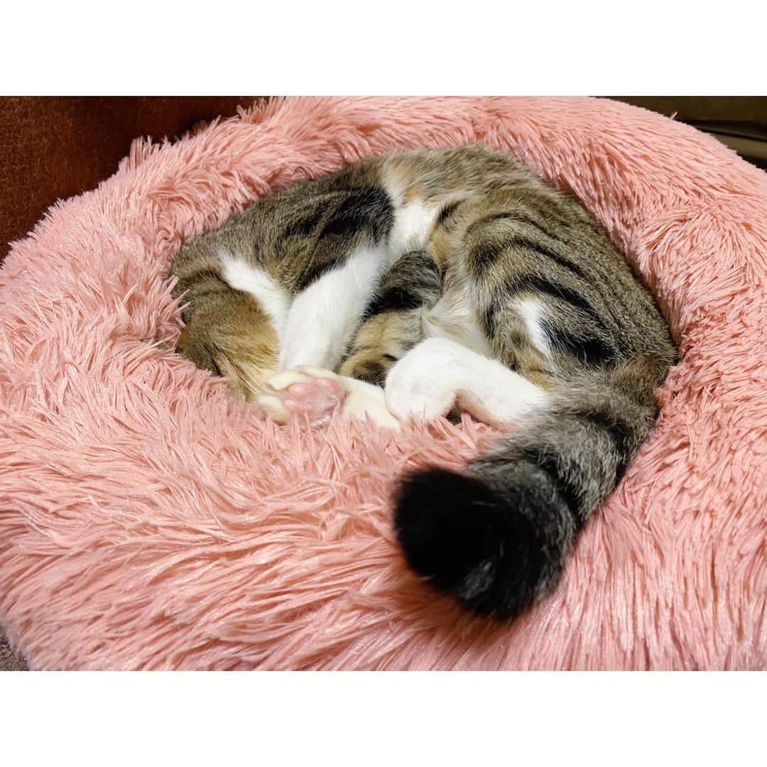 高木沙織さんのインスタグラム写真 - (高木沙織Instagram)「完全に埋まるとこんな感じです😻 しかもこのベッド、 手触りが最高。 * #猫 #猫のいる暮らし #猫がいる生活 #猫がいる幸せ #猫部 #猫すたぐらむ #ねこ #ねこすたぐらむ #ねこ部 #キジトラ #にゃんすたぐらむ #みんねこ #ふわもこ #ふわもこ部 #ふわもこ部猫 #猫ベッド #cat #catstagram」12月23日 20時31分 - saori_takagi