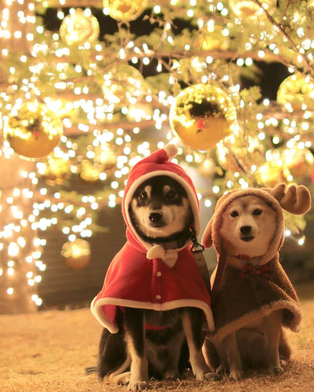 柴犬 けんしろう ゆりあのインスタグラム：「✨感謝✨  昨日の投稿を見て、チャリティーカレンダーを購入してくださったみなさん、ありがとうございます🎄🎅✨ みなさんのあったかいお気持ちに、ただただ感謝です❤️  ストーリーズにゆりあの生い立ち、家族になってすぐの頃の様子をまとめたものを載せました。 飼い主としては、幸せいっぱいなお顔だけを見ていたいのが本音で、当初の姿は胸が張り裂けそうになるので、本当のところは思い出したくありません。でも、目を背けていてはいけませんよね。当時のゆりあたちのように悲しい思いをしている🐶🐱が、今も私たちのすぐそばにいることを忘れてはいけない、その想いで載せてみました。  さて、まじめなお話が続いたので、楽しい話題を🥰  昨日お伝えしていましたが、けんゆりインスタでも「チャリカレと一緒」を行いたいと思ってます🗓🐶🐱❤️ 「しばいぬとねこのチャリティーカレンダー2021」と一緒にみなさんのかわいい愛犬愛猫ちゃんのお写真を撮って頂き、自己紹介を交えながら、けんゆりストーリーズで紹介させて頂きたいと思います❤️  まずは、ゆりあの「チャリカレと一緒」をストーリーズに投稿しますので、そちらを参考にして頂けたらうれしいです😘 ゆりあに続いて、お友だちのこまめちゃんにお声かけさせて頂き、昨夜ママさんに協力してもらって、こまめちゃんの　@chiro.marin.momo.komame 「チャリカレと一緒」もできあがったので、そちらも載せますね🐶❤️🐶 おふざけがすぎる飼い主たちが考えた、こまめちゃんとゆりあの自己紹介、どうぞ笑ってくださいませ🤣🤣🤣 . ご参加くださる方、ぜひDMください🗓🐶🐱❤️ . . #元保護犬 #保護犬を家族に  . . Location:Nagano (けんゆりおもひで冬photo⛄️より)」