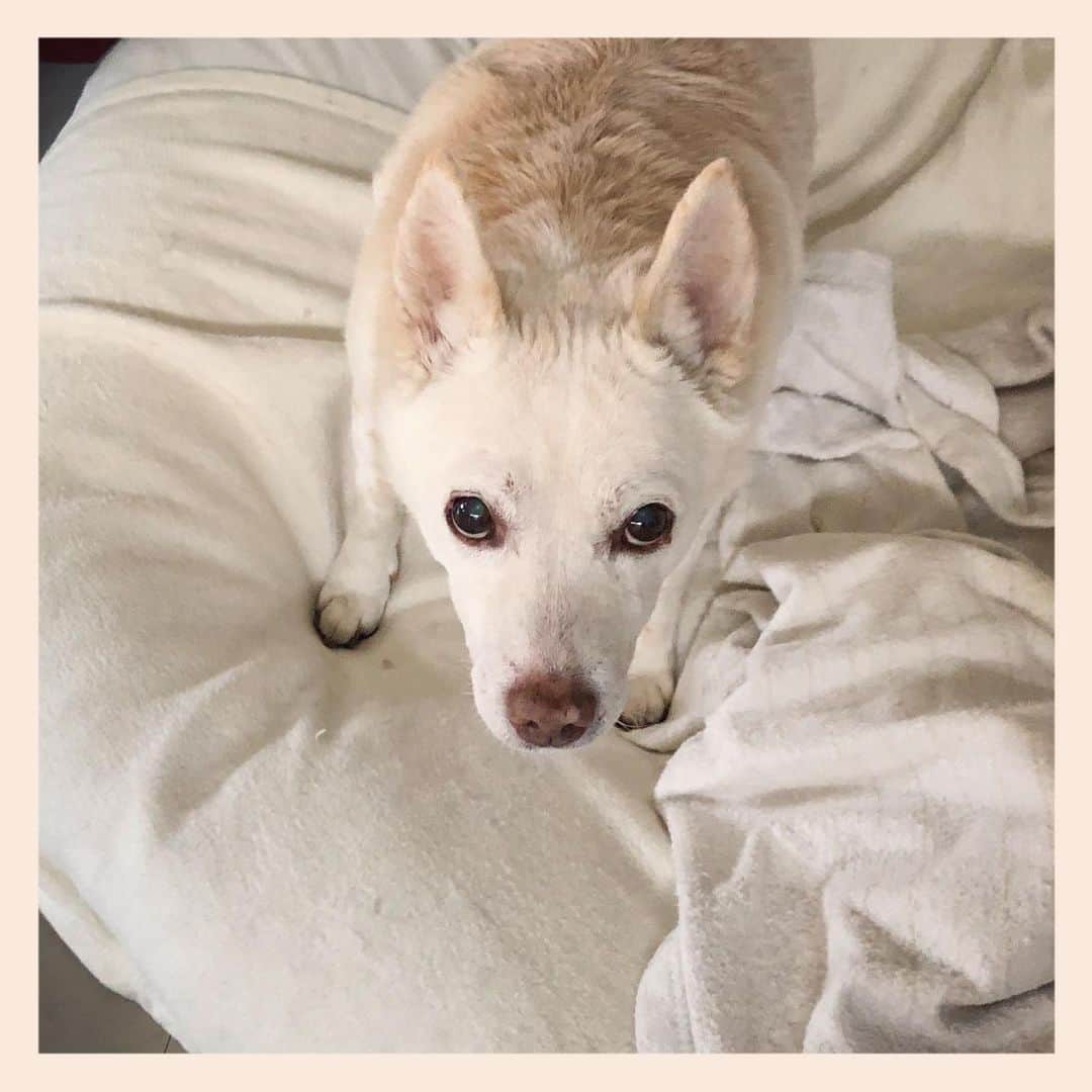 のインスタグラム：「#元保護犬 #雑種犬 #crossbreed #mixdog #キップル14歳」