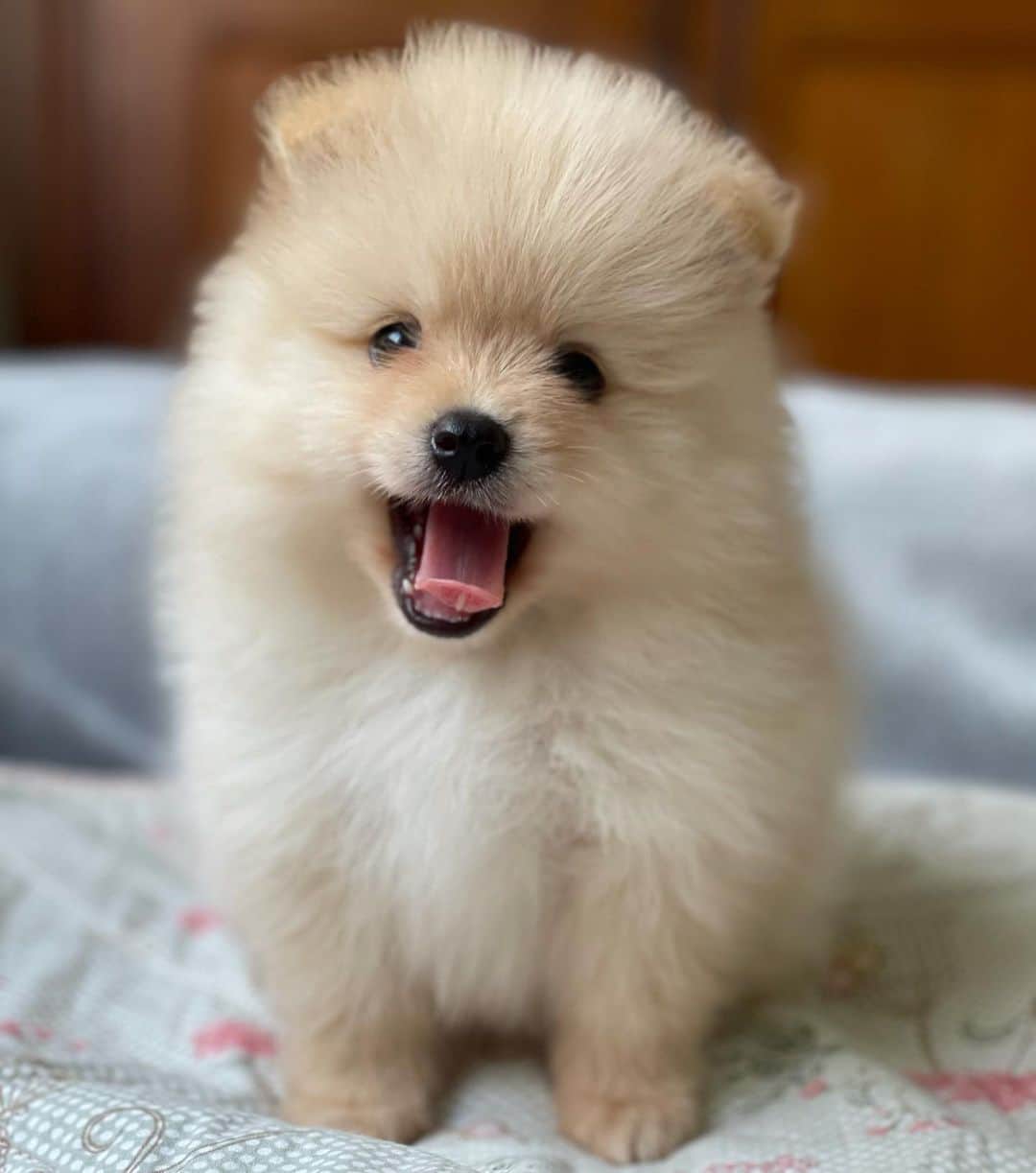 Regeneratti&Oliveira Kennelのインスタグラム：「Good morning little bear 🐻 ( Alfie is available and looking for a forever home. For more info on him please DM). #pom #pomeranian #puppy #ilovedogs #cute #sweetie #cutepuppy」