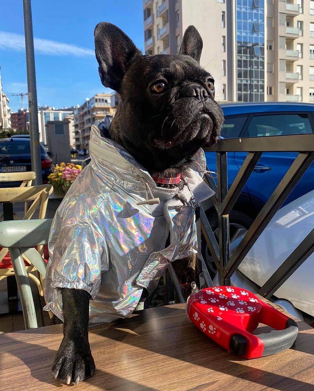 French Bulldogのインスタグラム