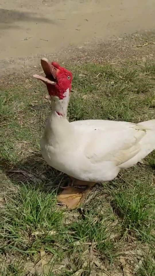 アラン・ディクソンのインスタグラム：「Garry is Quacked! 😂😂 Visit him at @deathrow_unchained. #rescueanimals」