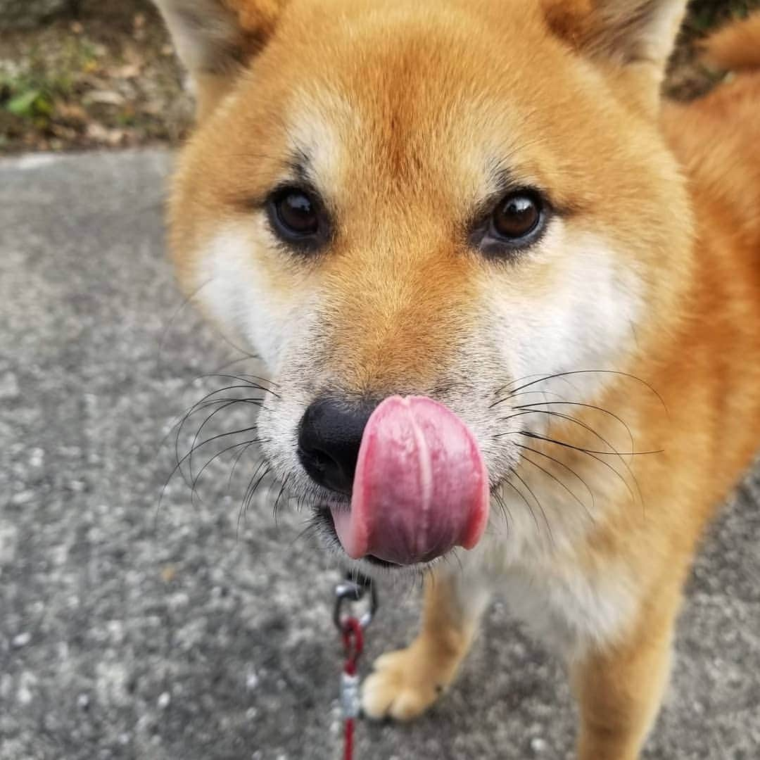 柴犬たま Shibainu Tamaのインスタグラム