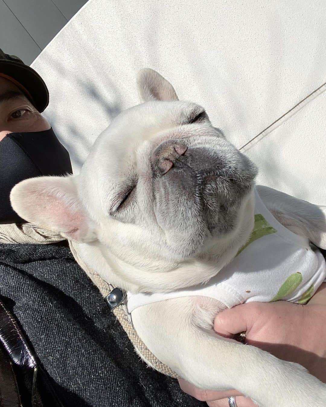 Ham-chanさんのインスタグラム写真 - (Ham-chanInstagram)「#フレンチブルドッグ #frenchbulldog #フレブル #frenchie #hamham #はむはむ #hamchan #はむちゃん #おはよう  いい天気😊🐶🌞  #paulharnden #ポールハーデン」12月23日 12時31分 - hide_ham_tank