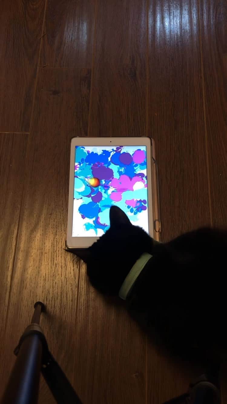 The Cats Of Instagramのインスタグラム：「#COIVideoChallenge • @paw_mccartney painting a picture 💙💚💜 (Day 13 - I gotta catch up!)」