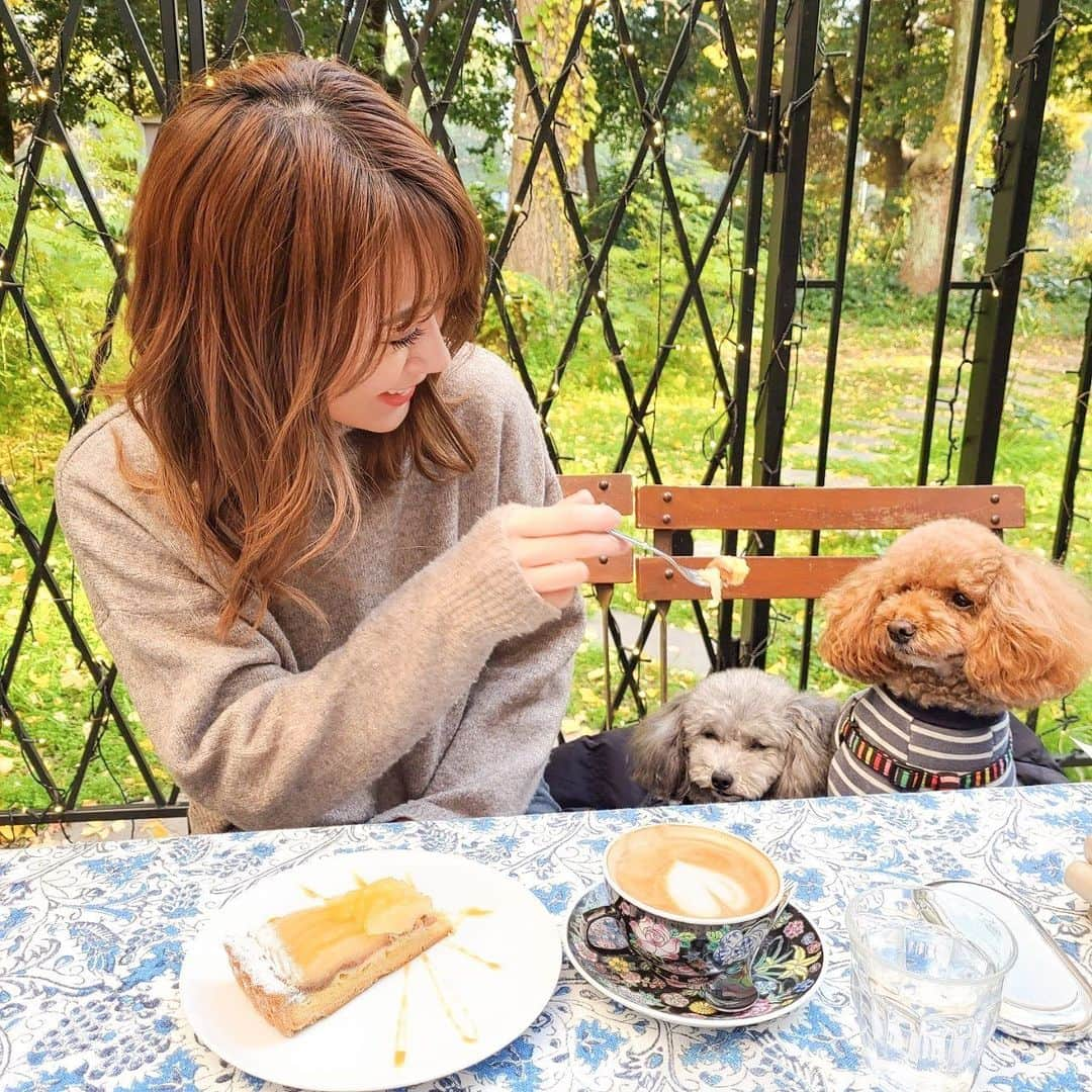 照井和希さんのインスタグラム写真 - (照井和希Instagram)「Cafe time with my love 🐾💭  @kumamochuyu   ． ． ．  #大阪カフェ #いぬすたぐらむ #いぬのいる暮らし #トイプードル #トイプードルレッド  #いぬバカ部 #いぬのきもち #toypoodle #cuteanimals #cutedog #dogstagram #doglover #doglife #dogoftheday #animalphotography #トリミング #그램 #개스타그램 #반려견 #강아지 #고양이 #냥스타그램 #靱公園 #保護犬を家族に #保護犬カフェ卒業生  #保護犬出身 #虹の橋 #トイプードルシルバー #虹橋組 #靱公園」12月23日 12時59分 - kazu24ki