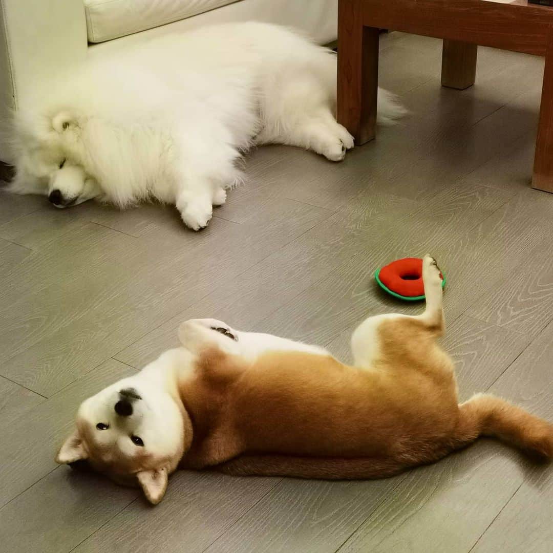 Alex Toのインスタグラム：「😌😌😌 #cute #dog #doglover #dogsofinstagram #dogoftheday #dogofthedayjp #dogstagram #fluffy #hkig #hongkong #ilovemydog #instadog #instagood #instamood #instagraphy #shibainu #samoyedoninstagram #pet #petlovers #petsofinstagram #petstagram #photooftheday #puppy #pupsofinstagram #samoyed #samoyedsofinstagram #webstagram #犬 #サモエド」