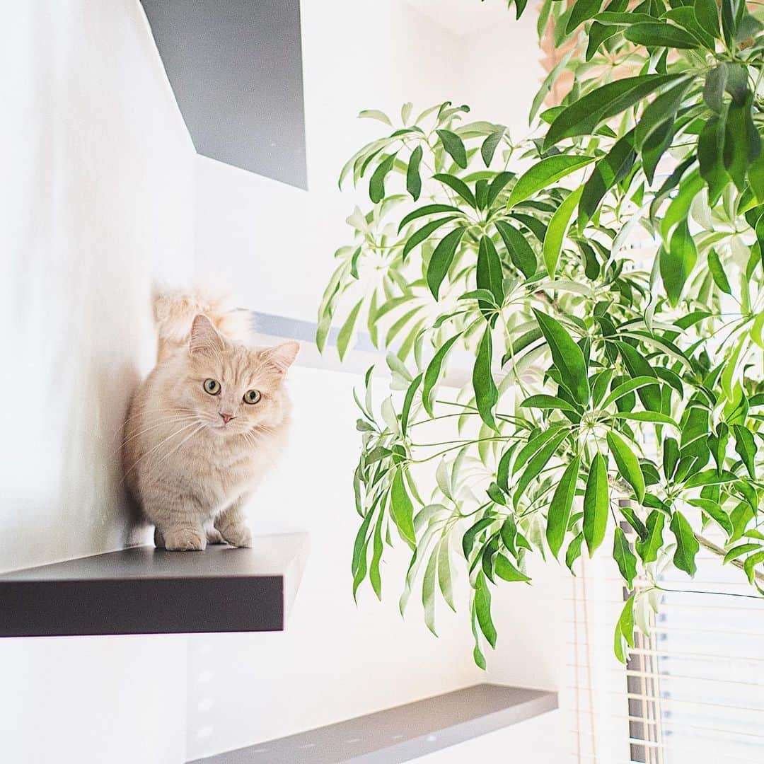 響のインスタグラム：「キャットウォーク😸 ・ 実際遊んでくれてるとこみるとデザイナーとして嬉しい😍 ・ 猫も好きです✨ ・ その他のworksは→ @theclock_ ・ #猫#キャットウォーク#リノベーション#インテリア#建築#デザイン」