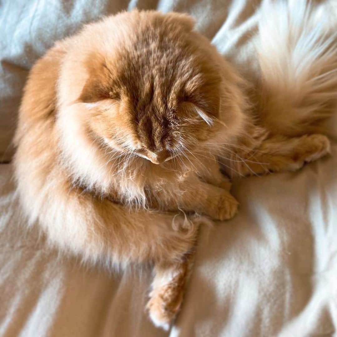 井上富美子さんのインスタグラム写真 - (井上富美子Instagram)「猫は可愛い  後頭部も可愛い  なぜこんなに可愛いのか  #ねこ #猫 #可愛い #愛しい #癒し #cat #catstagram」12月23日 13時41分 - fumi_ino1222