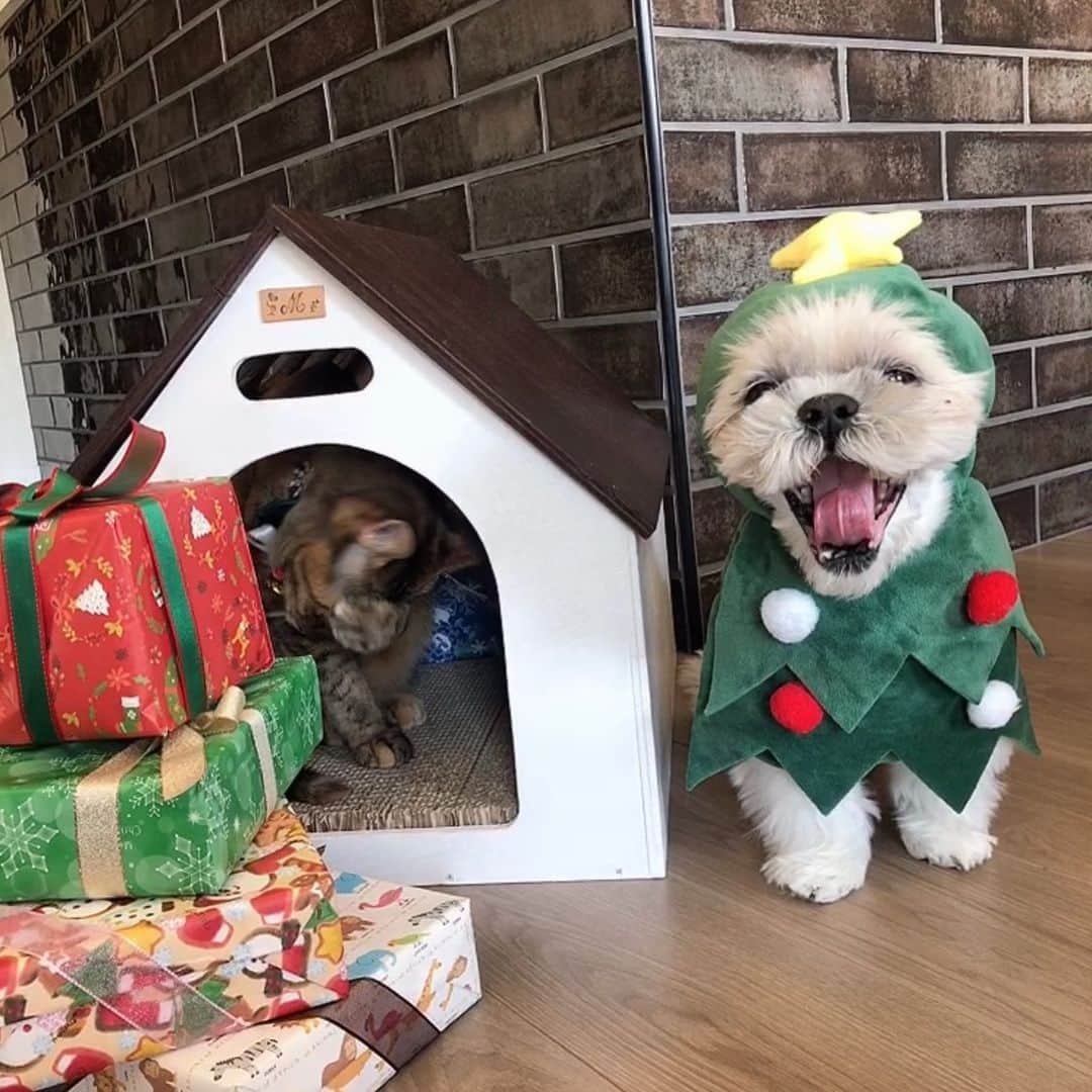 福田多希子さんのインスタグラム写真 - (福田多希子Instagram)「スタンバイしてるトナカイとトナカイの家のツリー🎄🦌🎁﻿  #クリスマス#クリスマスツリー﻿ #キジトラ#5歳﻿ #キジトラ女子部 #キジトラ部 ﻿ #保護猫﻿ #保護猫と暮らす﻿ #保護猫出身 ﻿ #保護猫を家族に ﻿ #12歳﻿ #シーズー﻿ #シーズー大好き部 ﻿ #シーズーlove ﻿ #シーズー大好き﻿ #シーズー犬 ﻿ #シーズー部 ﻿ #シーズー男の子﻿」12月23日 14時51分 - yomeponta