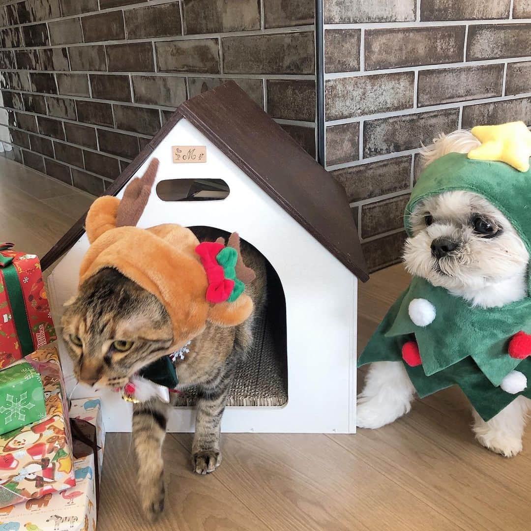 福田多希子のインスタグラム：「スタンバイしてるトナカイとトナカイの家のツリー🎄🦌🎁﻿  #クリスマス#クリスマスツリー﻿ #キジトラ#5歳﻿ #キジトラ女子部 #キジトラ部 ﻿ #保護猫﻿ #保護猫と暮らす﻿ #保護猫出身 ﻿ #保護猫を家族に ﻿ #12歳﻿ #シーズー﻿ #シーズー大好き部 ﻿ #シーズーlove ﻿ #シーズー大好き﻿ #シーズー犬 ﻿ #シーズー部 ﻿ #シーズー男の子﻿」
