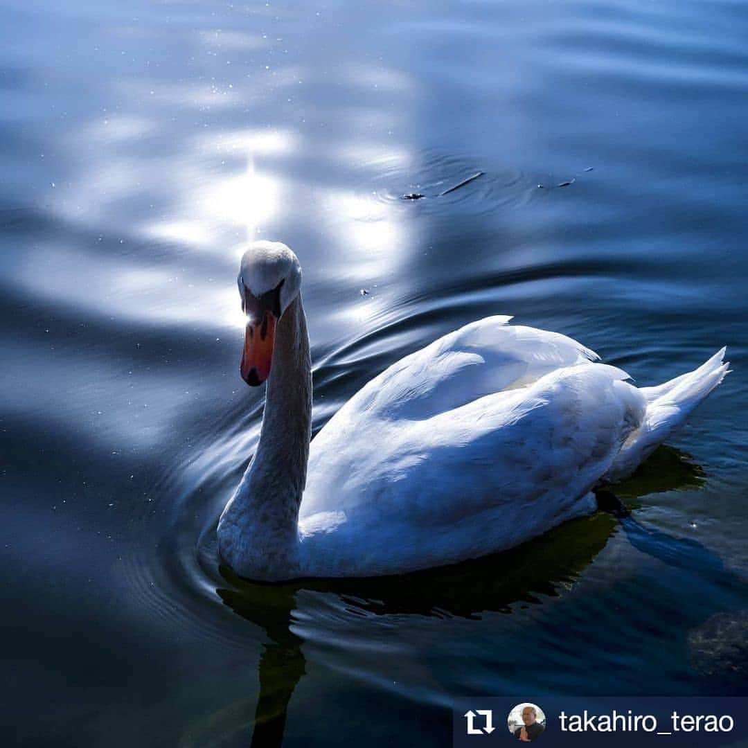 カメラのキタムラさんのインスタグラム写真 - (カメラのキタムラInstagram)「#Repost @takahiro_terao • • • • • • Miyazaki Prefecture  Beautiful World.  #miyazaki_colors #miyazakinavi #miyazaki_agri #discovermiyazaki #love_miyazaki #ap_japan_ #art_of_japan_ #daily_photo_japan #instagram_japan #ig_japan #japan_bestpic_ #japan_daytime_view #lovers_nippon #lovers_nippon_artistic #tokyocameraclub #beautiful_photo_jpn #japan_nature_photo #birds #birdlife #birders_gallery #birdphotography #lumixg9pro #leicadgvarioelmar100_400 #宮崎県 #宮崎市 #コブハクチョウ #野鳥撮影 #野鳥撮影初心者🔰 #キタムラ写真投稿」12月23日 14時53分 - camera_kitamura