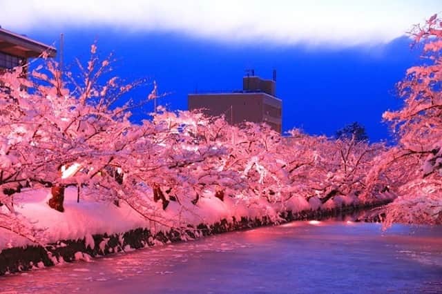 Travel.jp / トラベルjpのインスタグラム：「✈【青森へ妄想旅行✨】冬を彩る満開の雪桜！弘前の風物詩「冬に咲くさくらライトアップ」⁠ .⁠ 日本三大桜名所として知られる青森県「弘前城」は、冬に咲くさくらライトアップで桜を楽しめるんです✨⁠ いつか行きたい…！そんなあなたのために魅力をご紹介します！⁠ ⁠ #行きたいところリスト⁠ いつか行きたい場所をピックアップ☺⁠ 安心して旅行に行ける日常に早く戻りますように。⁠ .⁠ 【写真/土庄 雄平】⁠ .⁠ 詳しい情報は【LINEトラベルjp 冬に咲くさくらライトアップ】で検索❤️⁠ .⁠ #旅行 #旅行好き #旅行好きな人と繋がりたい #トラベラー #女子旅 #女子旅行 #国内旅行 #海外旅行 #インスタ映え #トラベル #トリップ #絶景 #カメラ女子 #カメラ男子 #ダレカニミセタイケシキ #LINEトラベルjp #妄想旅行 #青森旅行 #ライトアップ」