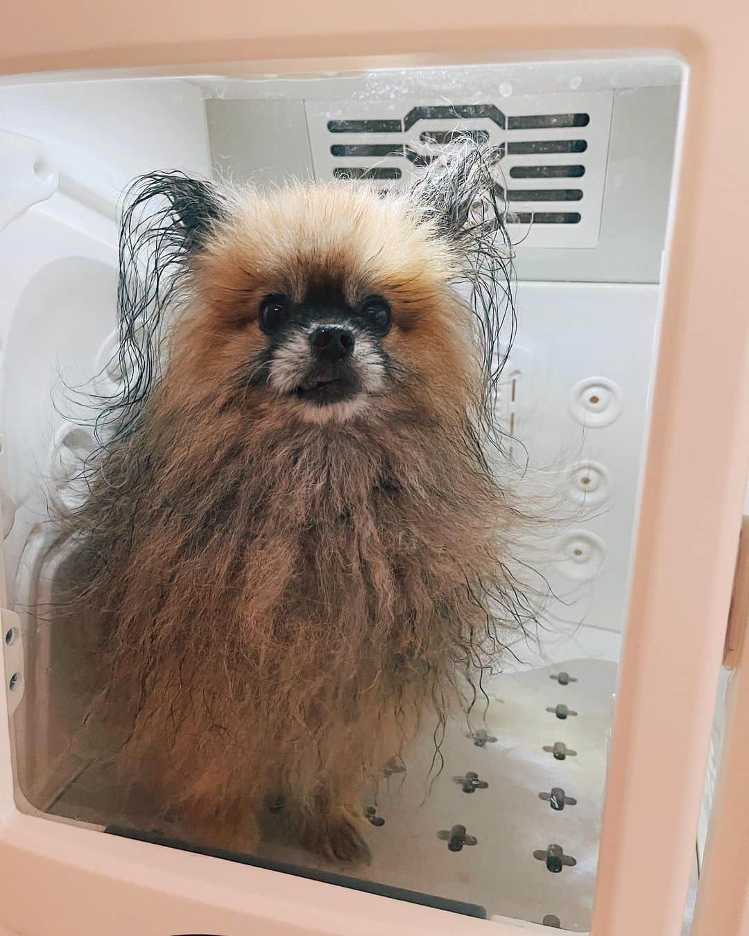 r_oseのインスタグラム：「Bath time...🛁🧼 Here we go again!!🐗〰️」