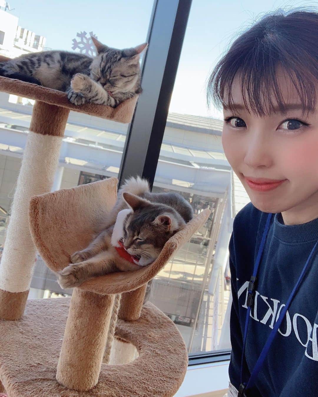 中村愛さんのインスタグラム写真 - (中村愛Instagram)「🐱♡ ・ ・ ・ 可愛い😍 #ネコ #ぬこ ♡ 久々に癒されますた‼️  #猫カフェ   天気よかったから みんな日向ぼっこ。 私も猫も機嫌よし🐈  #ねこすたぐらむ」12月23日 15時21分 - nakamuramura_ai