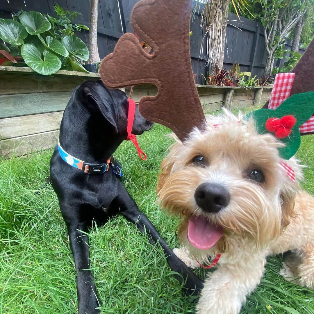 リサ・キャリントンのインスタグラム：「Christmas is close.... Colin and Tahi are excited 😜」