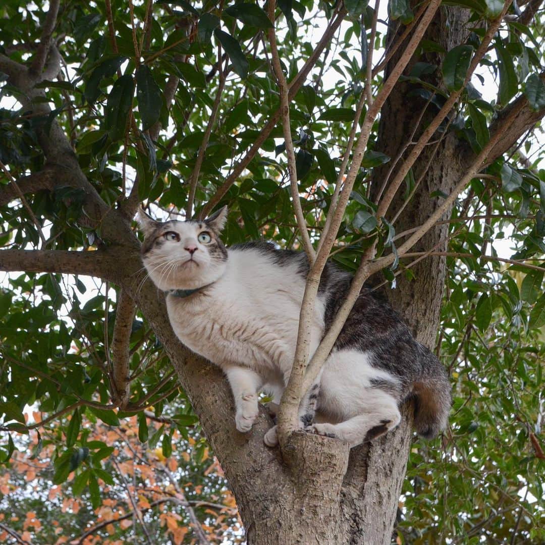 やふさんのインスタグラム写真 - (やふInstagram)「新吉がやっと下りた後、ぼくだって！と言わんばかりに登る京太。カッコいいぞ！ . #cat #neko #catlovers #catsofinstagram #catstagram #instacat #猫 #ねこ #ネコ #保護猫 #京太」12月23日 15時37分 - kyafy