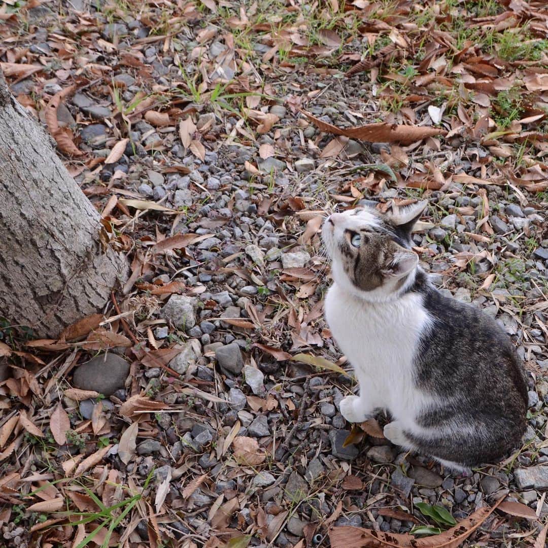 やふさんのインスタグラム写真 - (やふInstagram)「ちなみに新吉が木の上にいた時、こんな感じで見守ってました。さすが兄ちゃんだね . #cat #neko #catlovers #catsofinstagram #catstagram #instacat #猫 #ねこ #ネコ #保護猫 #京太」12月23日 15時39分 - kyafy