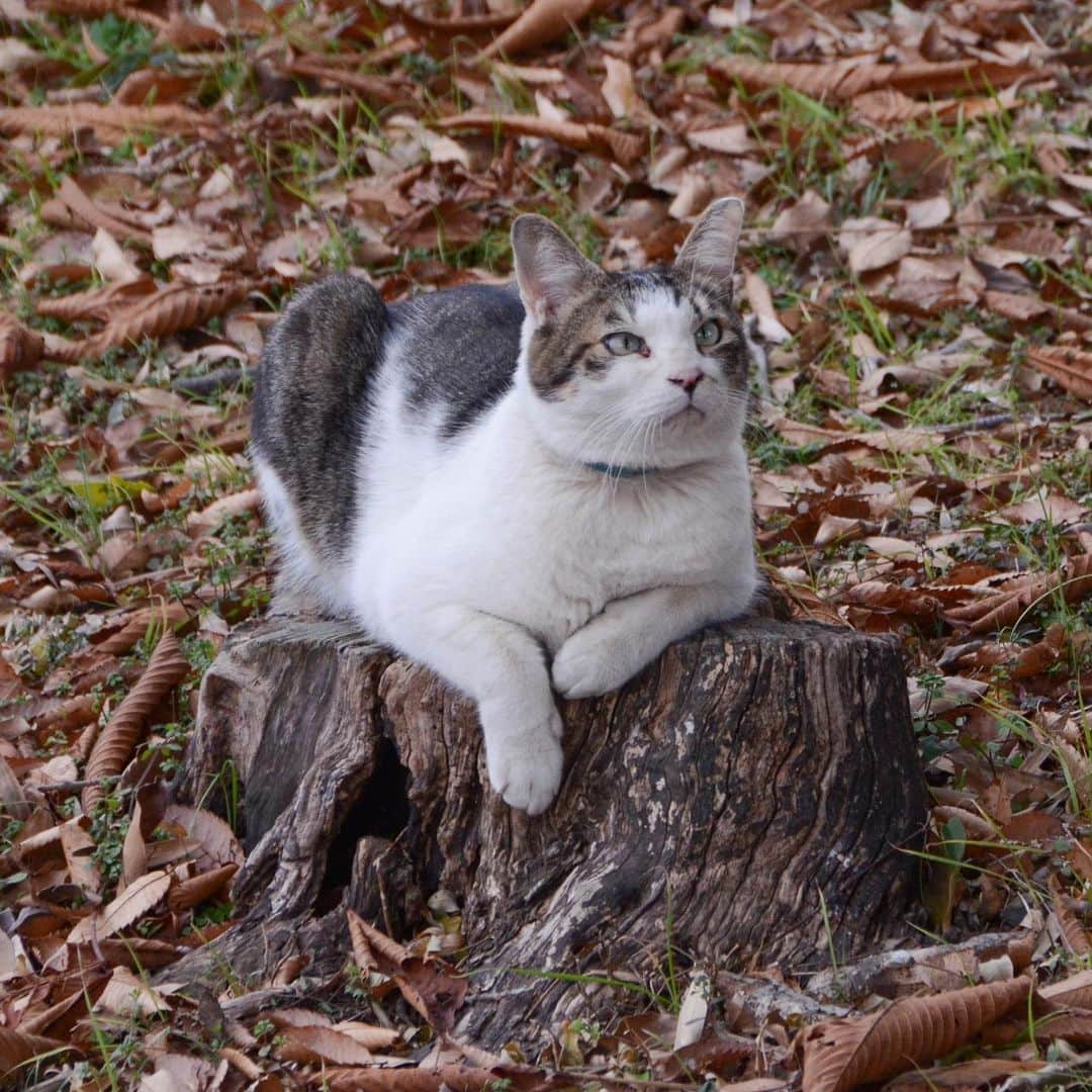 やふさんのインスタグラム写真 - (やふInstagram)「ちなみに新吉が木の上にいた時、こんな感じで見守ってました。さすが兄ちゃんだね . #cat #neko #catlovers #catsofinstagram #catstagram #instacat #猫 #ねこ #ネコ #保護猫 #京太」12月23日 15時39分 - kyafy