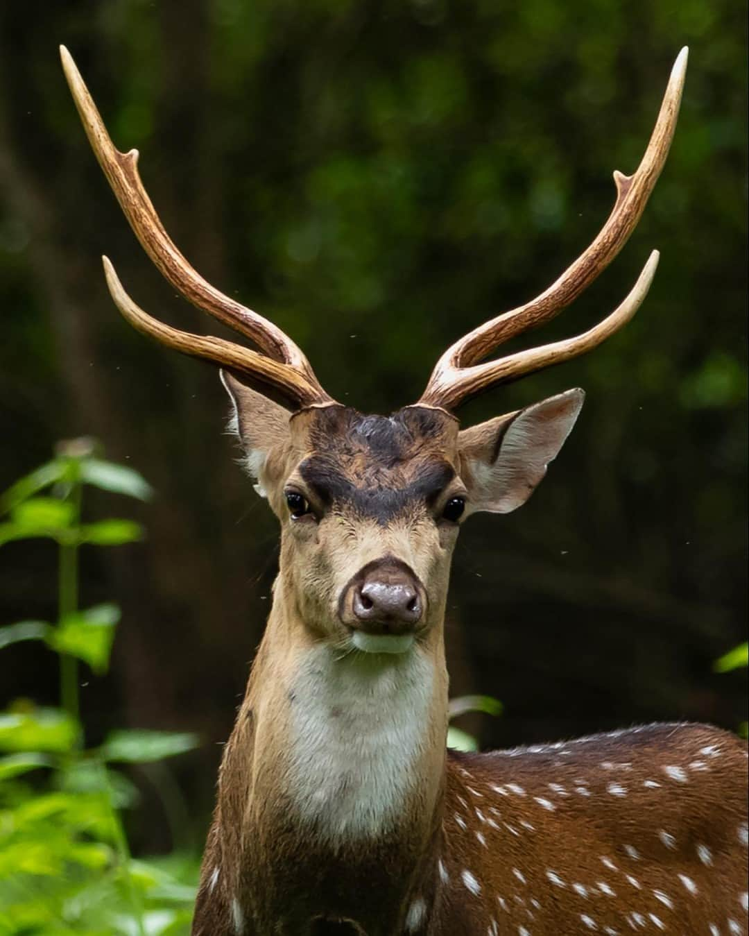 Canon Asiaさんのインスタグラム写真 - (Canon AsiaInstagram)「A mandatory post of the spotted deer to get us in the groove for Christmas🎄⁣ .⁣ If only this Chital deer was lugging a bag of presents behind him 😂⁣ .⁣ Merry Christmas everyone!⁣ .⁣ 📷 Image by prashanth.prabhaharan_655 on My Canon Story using the Canon EOS 200D • EF70-200mm f/2.8L IS III USM • f/2.8 • ISO 400 • 1/500 • 168mm⁣ .⁣ Have a shot to be featured? Tag them with #canonasia or submit them on My Canon Story, link in bio!⁣ .⁣ #canonasia #photography #explore #deer #nature #landscape #christmas  #canon #eos200d #inspiration #wildlife」12月23日 15時54分 - canonasia