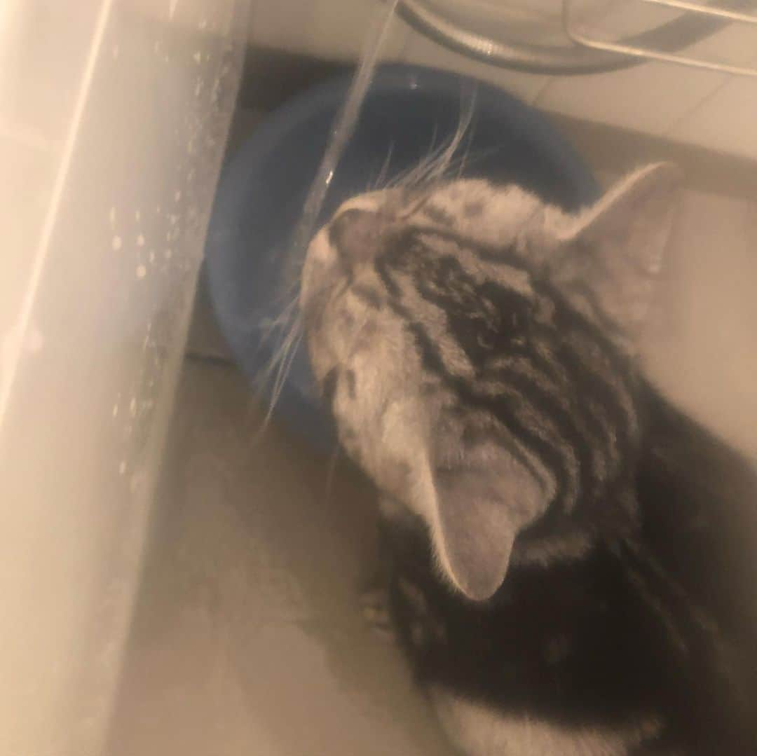 chai0219さんのインスタグラム写真 - (chai0219Instagram)「みんなで🛀タイム❤︎  #americanshorthair #kitty #kitten #cat #cats #catstagram #neco #アメショ #アメショー #アメリカンショートヘア #ねこ #猫 #ネコ #にゃんこ #ニャンコ #ねこ部 #猫もふ #ねこのきもち #ねこのいる生活 #ねこのいる暮らし #慢性腎不全猫 #慢性腎不全闘病中」12月23日 21時37分 - chai0219