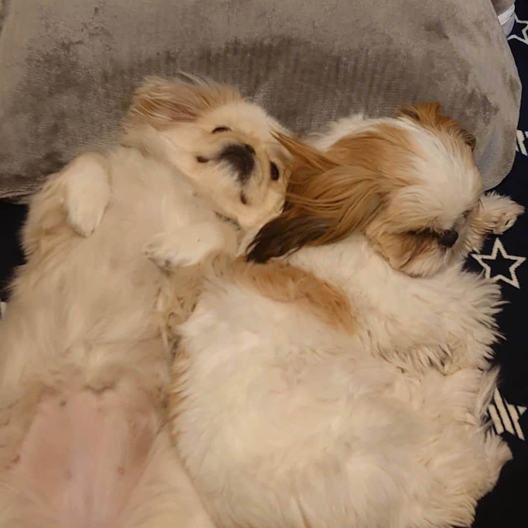 Kukkaのインスタグラム：「nite nite」