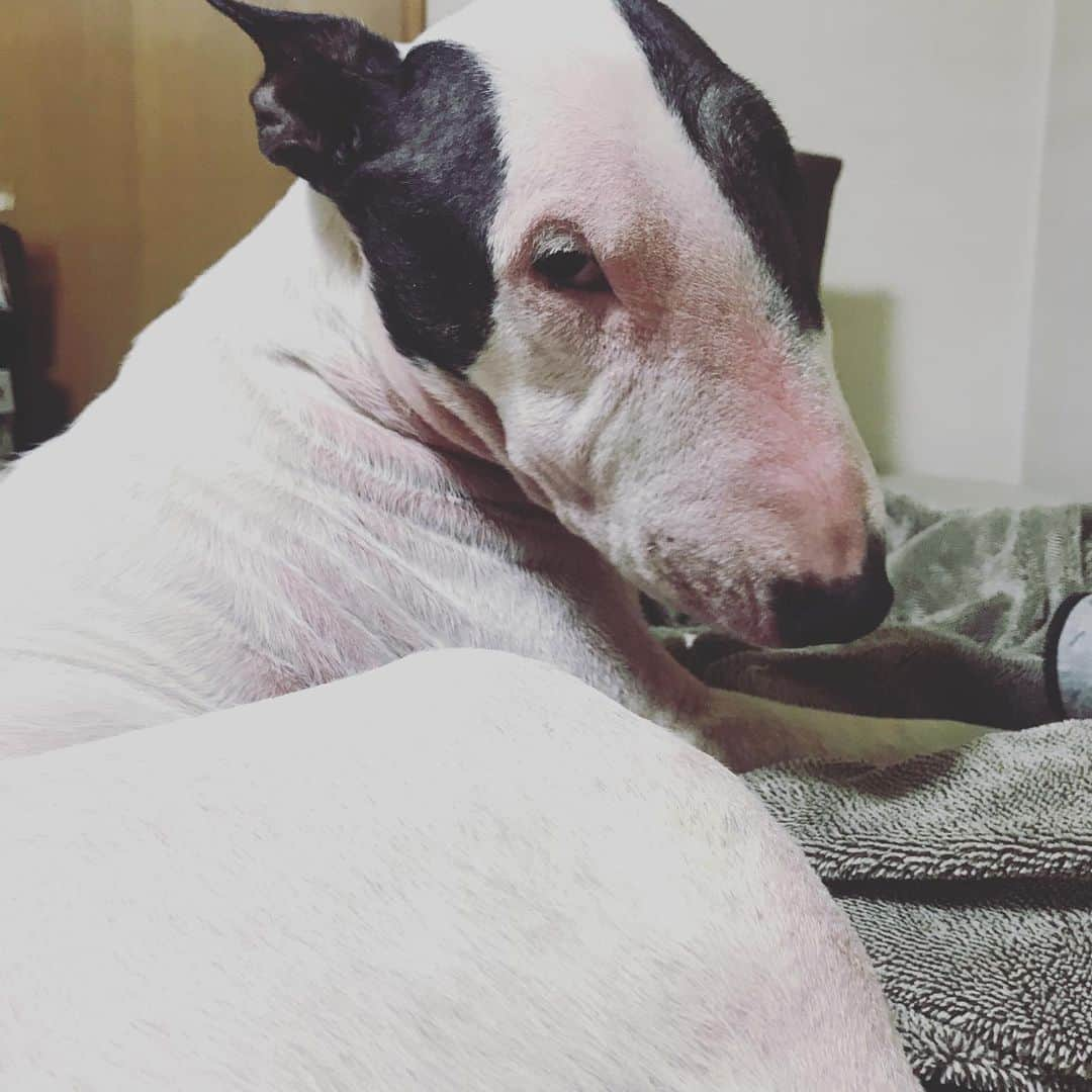 Q太郎さんのインスタグラム写真 - (Q太郎Instagram)「#minituru#bull#terrier#minibullterrier#miniturubullterrier#dog#dogstagram#cute#qtaro#love#family#ミニチュア#ブルテリア#ミニチュアブルテリア#Q太郎」12月23日 16時26分 - qtaro.jun