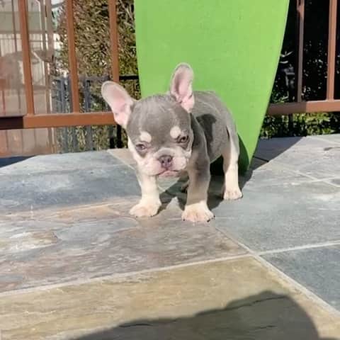 Oprahnbooのインスタグラム：「Lilac and tan. #frenchbulldog #frenchiesofinstagram #male #9weeksold  #akcfrenchbulldog #doglife #dogsofinstaworld #tag #share #likehim #lastone」