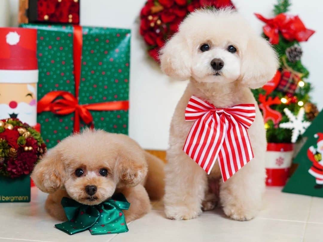 板野成美のインスタグラム：「クリスマス🎄イブイブ🎁 #christmas  #xmas  #トイプードル」