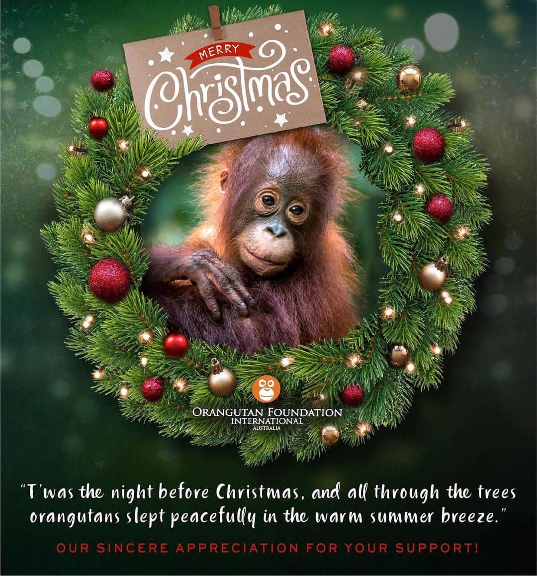 OFI Australiaさんのインスタグラム写真 - (OFI AustraliaInstagram)「Wishing all our friends a very Merry Christmas and Happy Holidays with big orangutan hugs🎄❤🦧🎄❤🦧 ______________________________ 🦧 OFIA Founder: Kobe Steele kobe@ofiaustralia.com  OFIA Patron: Dr Birute Galdikas @drbirute @orangutanfoundationintl @orangutan.canada www.orangutanfoundation.org.au」12月23日 16時44分 - ofi_australia