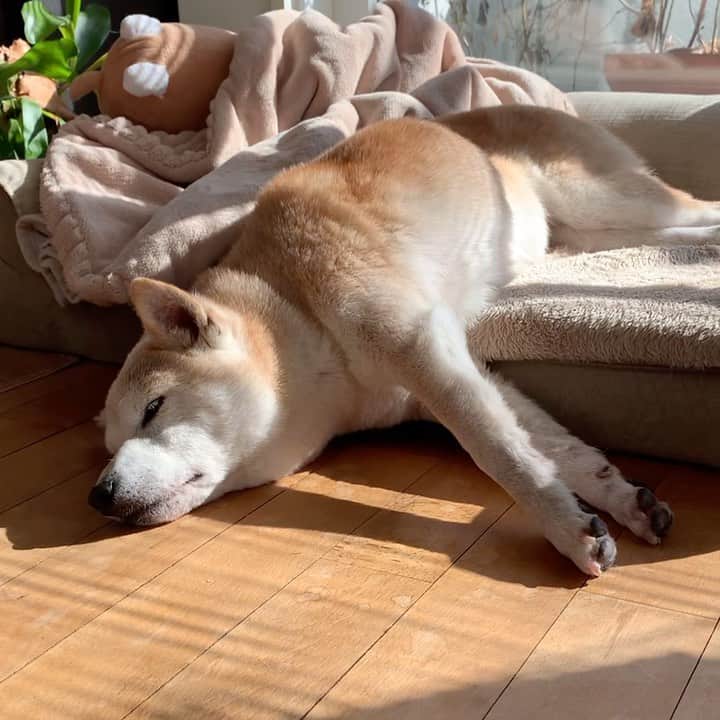 柴犬リリコのインスタグラム：「朝ごはん🥣はパパが釣って来た🎣お魚🐟を焼いてくれたワンよ🐶 #こぼれおちる犬 #お魚大好き」