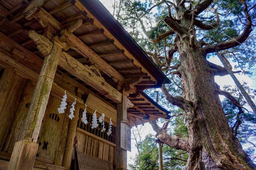 福島県さんのインスタグラム写真 - (福島県Instagram)「【木幡の大スギ】  国の天然記念物に指定されている大木で、根元周り約16m、樹高約20m、樹齢は約800年ともいわれています。木幡の幡祭りが行われる隠津島（おきつしま）神社境内の門神社そばに鎮座しています。  #木幡の大スギ #二本松市 #県北地方 #福島県 #nihonmatsucity #fukushima #traveljapan #futurefromfukushima #ふくしまからはじめよう #新しい生活様式からはじめよう」12月23日 17時15分 - realize_fukushima