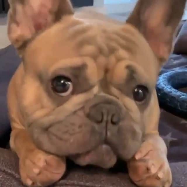 French Bulldogのインスタグラム