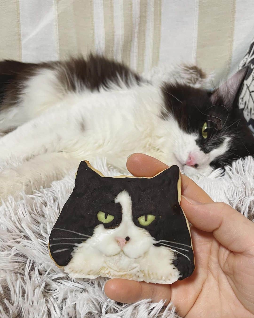 もじゃころのインスタグラム：「一億年ぶりにアイシングクッキー作ったのですが、これがめっちゃばんどぅで大満足でもう自画自賛するしかないって感じです👏👏👏 私はアイシングクッキーに関しては素人なので、プロが見たらツッコミどころ多いかもしれませんが、これは自分に💯満点あげたい！！！ だってどっからどう見てもばんどぅ😂😂😂   ほんとはこのあとオニギリにんにペッペも作る予定だったけど、ばんどぅが力作すぎてこれ以上のものを作る気力と自信がなくなってこれ一個だけです🥺🥺🥺  #坂東玉隠しシャシャ丸　 #cafe9456  #アイシングクッキー　 #🍪」