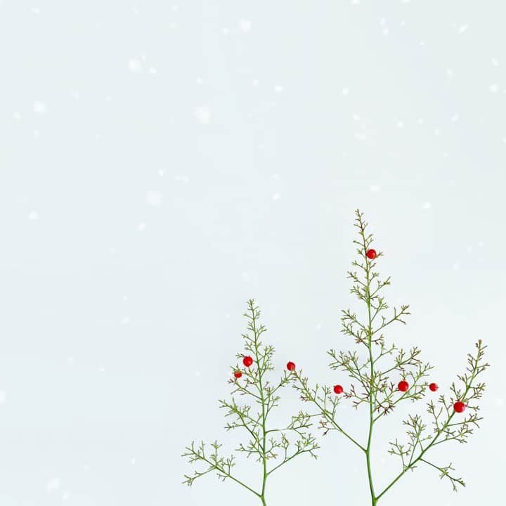 harumiのインスタグラム：「Happy Holidays❄️🎈❄️🎈 . ❄️🎄🎄❄️ . 年末のお庭お手入れで なんてんがちょんぎられてたので ツリー風に😂🎄🎄❄️  明日はクリスマスイブ ステキなクリスマスをー❤️🎄」