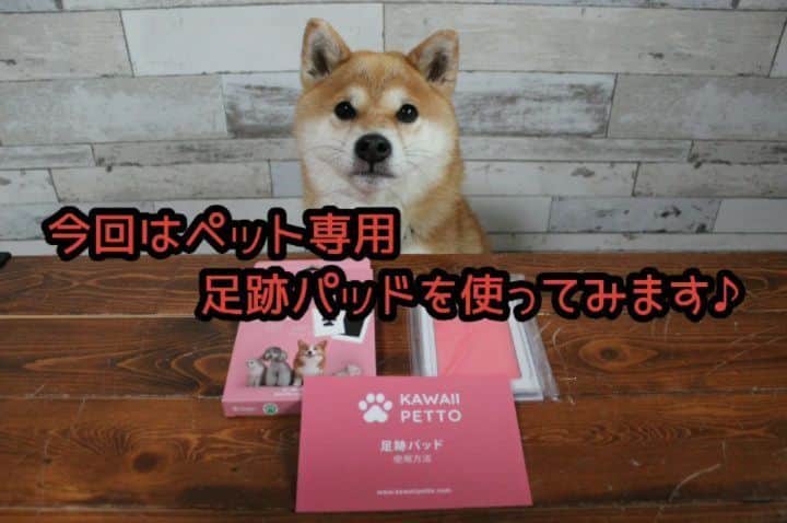 柴犬たま Shibainu Tamaのインスタグラム