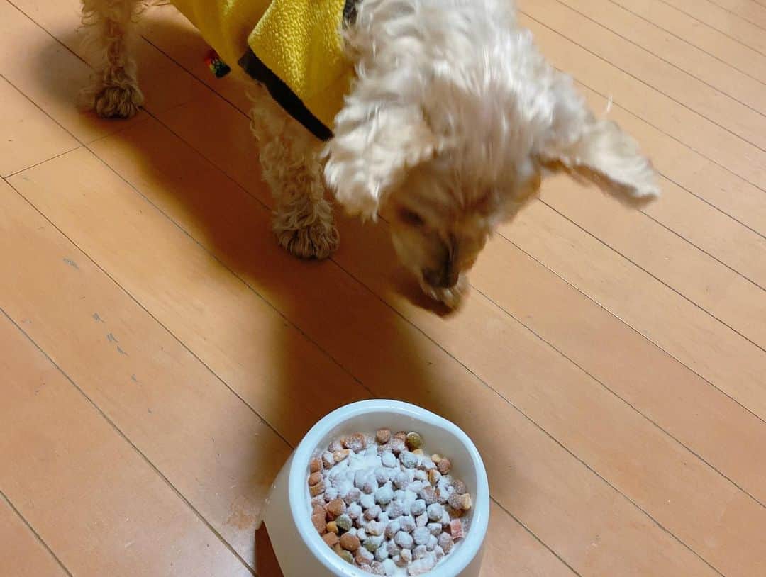 阿川麻美さんのインスタグラム写真 - (阿川麻美Instagram)「我が家の愛犬ロコちゃん🧡  私が一人暮らしの時に一緒に暮らし始め もう気づけば10歳🐕 10歳には全く見えない！と獣医さんから太鼓判を押されるくらい健康体のロコさん。 オーガニックのものを手作りしたり 食事にはとっても気を使っています。  でもいくら気を使っていても いつものごはんだけでは、非必須アミノ酸不足になっていることがあるらしい。。。 非必須アミノ酸については「これだけ摂取しましょう」という国の基準がないため、不足しがちなんだって😭  コラーゲンには非必須アミノ酸が豊富に含まれているので、皮膚・被毛・関節の健康が維持出来るとのこと！  普段の食事にかけるだけなので簡単だしおすすめ🧡  2020/1/11までに定期契約で初回980円キャンペーンでお得に購入可能だよ💕 定期回数に縛りもないので、一度だけでもOKとのこと🙆‍♀️ 詳しくは… https://store.the-dot.life/lp?u=ta-ta_lp_igr201218 を見てね🧡  @ta_ta.life #タータ  #たーた　 #犬コラーゲン #犬サプリ  #美犬  #ペット食育  #わんこごはん  #わんこご飯 #犬のいる暮らし #いぬのいるくらし  #犬バカ部  #いぬすたぐらむ #PR#トイプードル#ケアンテリア#ミックス犬#犬のいる暮らし #犬好きな人と繋がりたい」12月23日 17時47分 - asamichi922
