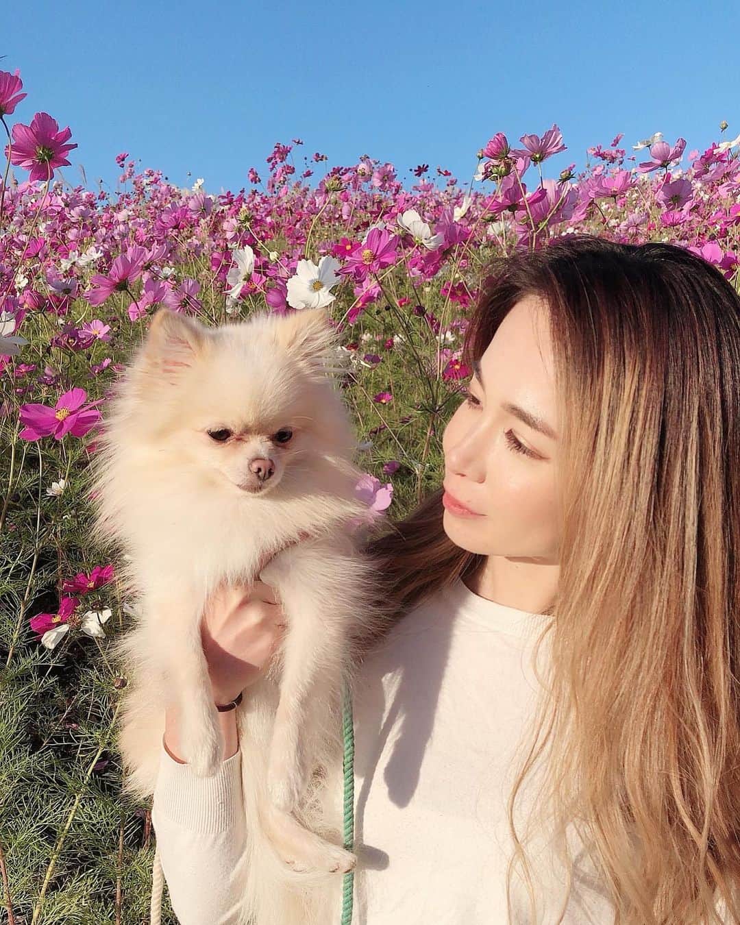 YUCAMAMEさんのインスタグラム写真 - (YUCAMAMEInstagram)「コスモスと疲れ果てた愛犬🐶🌸  #コスモス  #ひたち海浜公園  #旅行 #旅行好きな人と繋がりたい #旅行好き女子 #たびすたぐらむ #tabi_jyo #travelgram #traveler #goproのある生活 #goprojp #goprotraveljapan #gopro女子 #jtbで旅したい #jalan_travel #japan」12月23日 17時55分 - yucamame