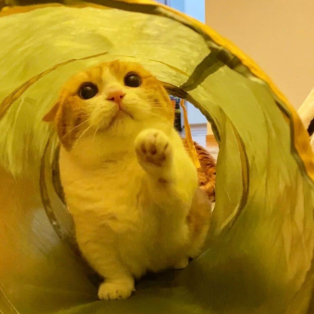 茶太郎 & きなこのインスタグラム：「きなこ💖 お耳ペタンってしちゃったにゃ😽 Kinako has a round face😽💕 #スコちゃんみたくなったにゃ #トンネル遊び楽しいにゃ #後ろに茶太郎お兄ちゃん居るにゃ #マンチカン#猫#munchkin #cat#catstagram #amazing#ねこ#茶トラ#短足#catsofinstagram#excellent_cats#9gag#cats_of_world_#instacat_meows#bestcats_oftheworld#catsofig#instacat#cats_of_instagram」