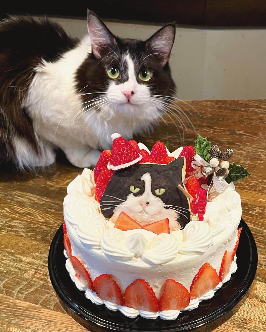 もじゃころのインスタグラム：「2020のクリスマスケーキはなぜかばんどぅくんの誕生日ケーキみたいになっちゃいました🤣 ほんとはみんなのアイシングクッキー作って飾るつもりが、ばんどぅクッキーが大作すぎて他のクッキー作る気力がなくなってしまったためです🥺🥺🥺  記念撮影でばんどぅくんには、ぜひいつもの目付きの悪さで挑んでほしかったのに、何故か全部キュルキュルまんまるお目目で…。目付きの悪いクッキーの横でかわいさ発揮るすなよな…😩  包丁でケーキと一緒にクッキーカットできないので今回は安定のいただきます動画はないですが、みんなで美味しくいただきました！！  クッキーはもったいなくてまだ食べてません🥺🥺🥺🥺🥺  #クリスマスケーキ  #クリスマスケーキ手作り  #アイシングクッキー　 #cafe9456 #xmascake #christmascake  #坂東玉隠しシャシャ丸」