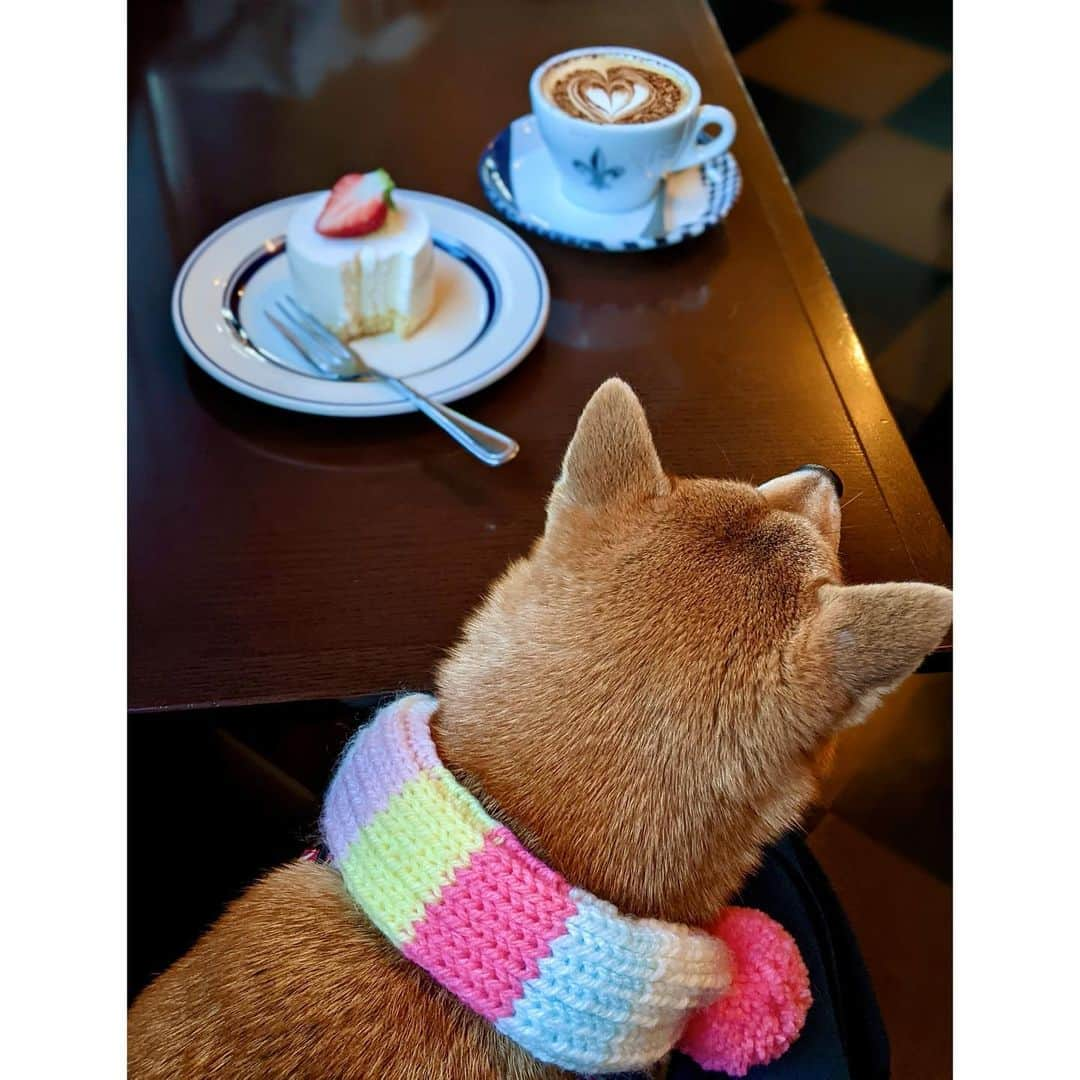 VANRIさんのインスタグラム写真 - (VANRIInstagram)「* 今年も沢山の心の潤いをありがとうございました☕️♡ #coffeehousenishiya #mycoffeemystyle_chn  #cappuccino #cheesecake  #豆柴 #柴犬 #日本犬 #しばすたぐらむ #店内もペットOKなんだよよよ」12月23日 18時13分 - vanri0121