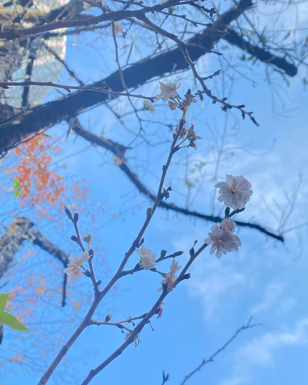 花野じゅりあのインスタグラム：「. 冬景色のお庭を散策していて、空を見上げたら…  十月桜、初めてみました  一年の終わりの12月に、春を感じる桜が見られて、続いていく未来の先の希望を感じました  今年も残すところ、１週間ちょっとですね  皆さん、まだまだ忙しく過ごしていらっしゃると思いますが、今年一年がんばった自分の身体も労りつつ、年末を乗りきって下さいね . . . . . #冬の桜 #ジュウガツザクラ」