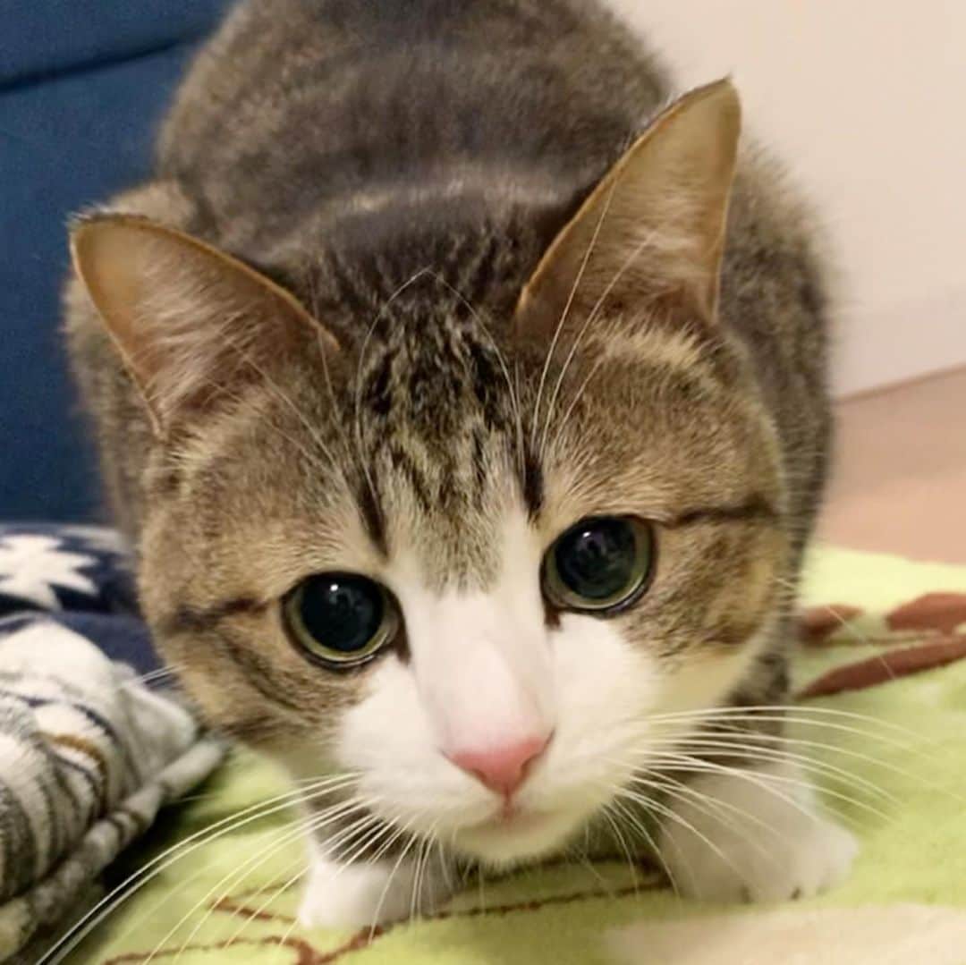 すずめくんのインスタグラム：「🐥🐒  ふたりで ドタバタ… ドタバタ… 毎日、追いかけっこ しています🐱❣️  #多頭飼いの幸せ  #鬼ごっこ  #追いかけっこ   game of tag？ Suzume & Unagi.🐱❤️」